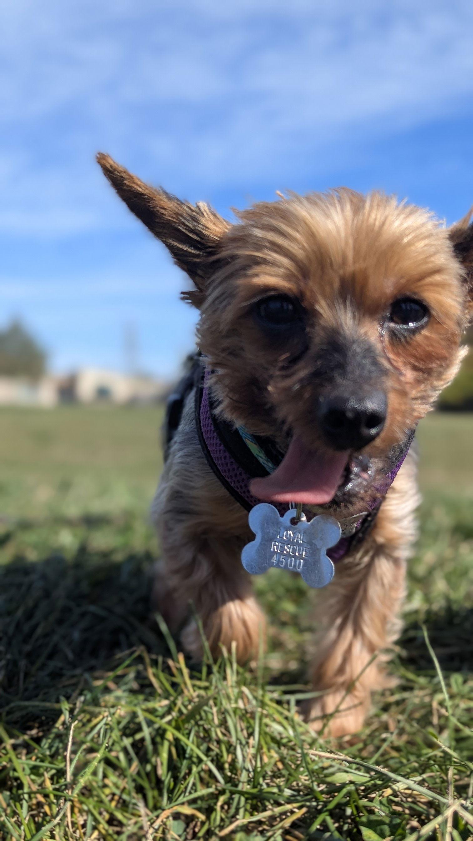 Enlarge Alice 4500, a Adoptable Yorkshire Terrier in Pickering, ON image 3/3