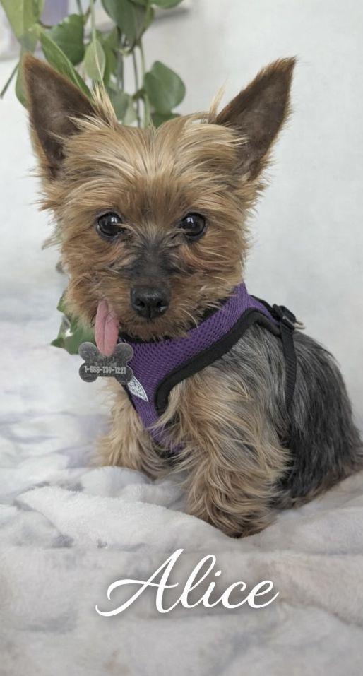 Enlarge Alice 4500, a Adoptable Yorkshire Terrier in Pickering, ON image 3/3