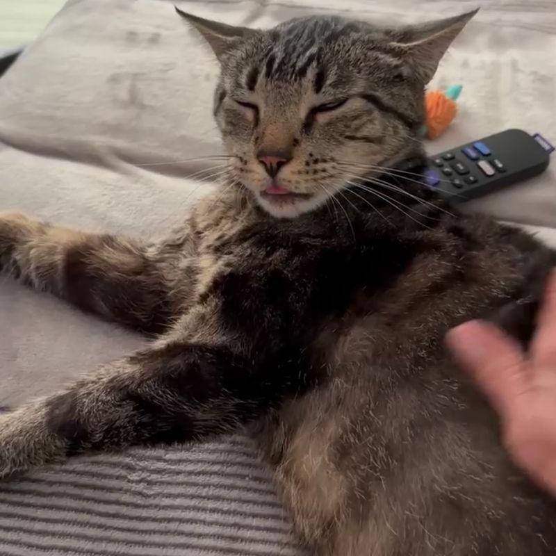 Enlarge Rocky, a Adoptable Domestic Short Hair in Boston, MA image 2/4