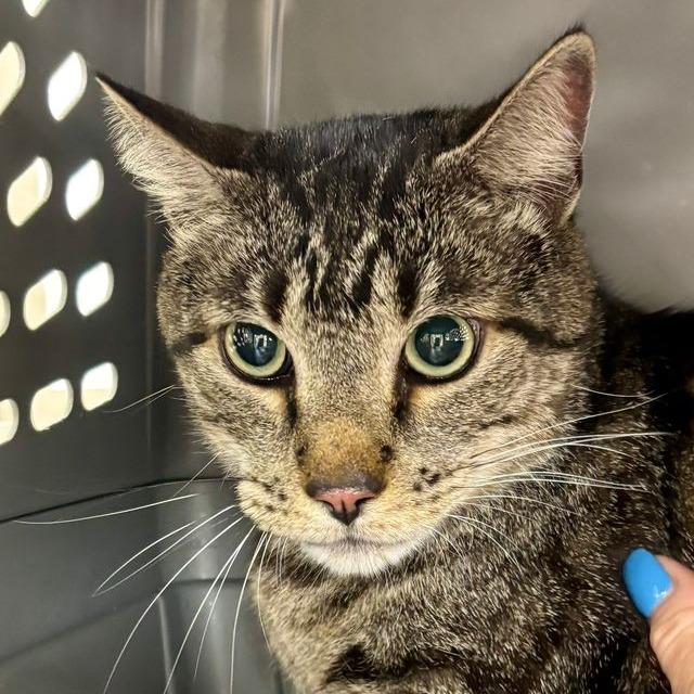 Enlarge Rocky, a Adoptable Domestic Short Hair in Boston, MA image 3/4