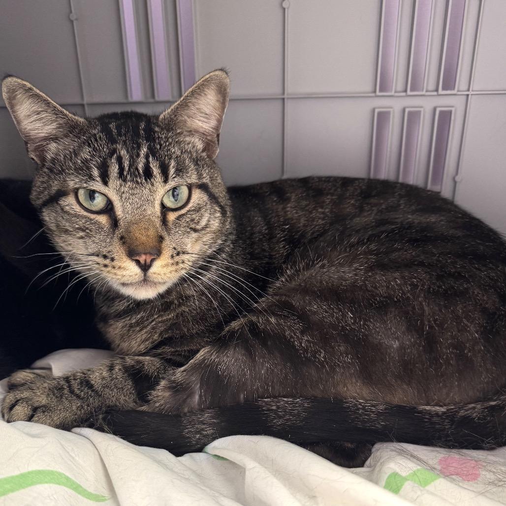 Enlarge Rocky, a Adoptable Domestic Short Hair in Boston, MA image 4/4