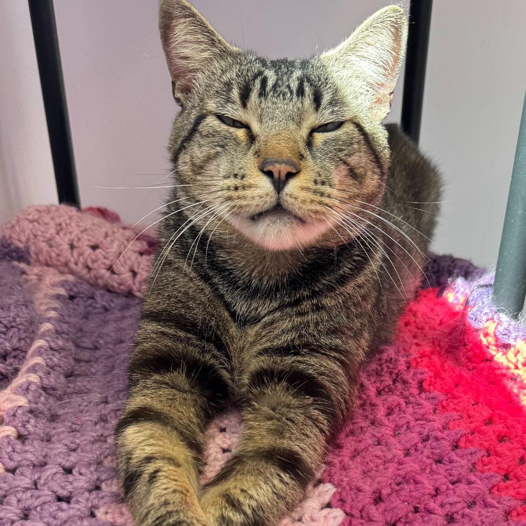 Enlarge Rocky, a Adoptable Domestic Short Hair in Boston, MA image 5/6