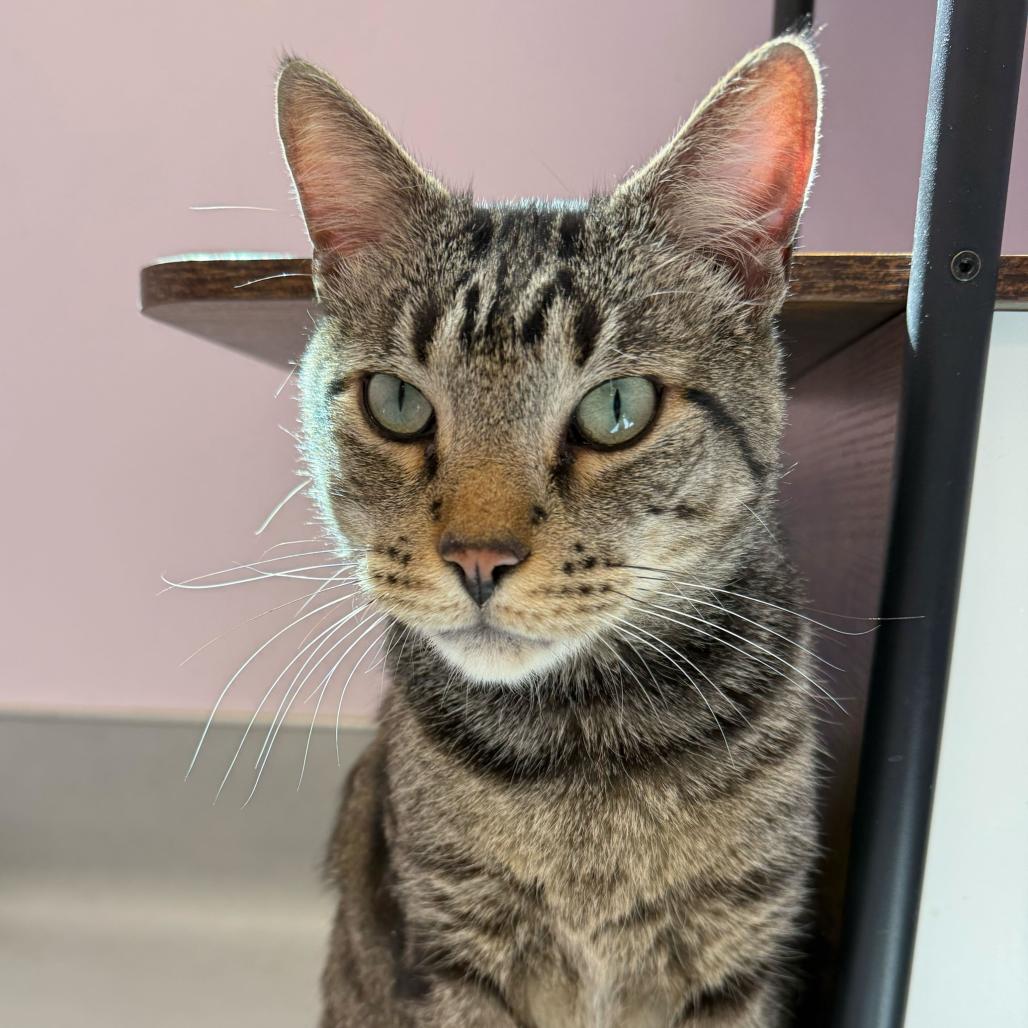 Enlarge Rocky, a Adoptable Domestic Short Hair in Boston, MA image 6/6