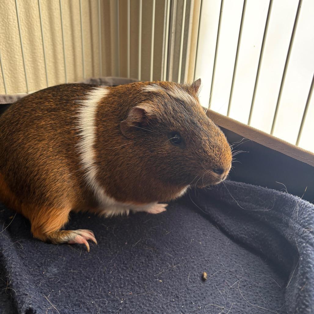 Tack, Adoptable, Adult Male Guinea Pig.
