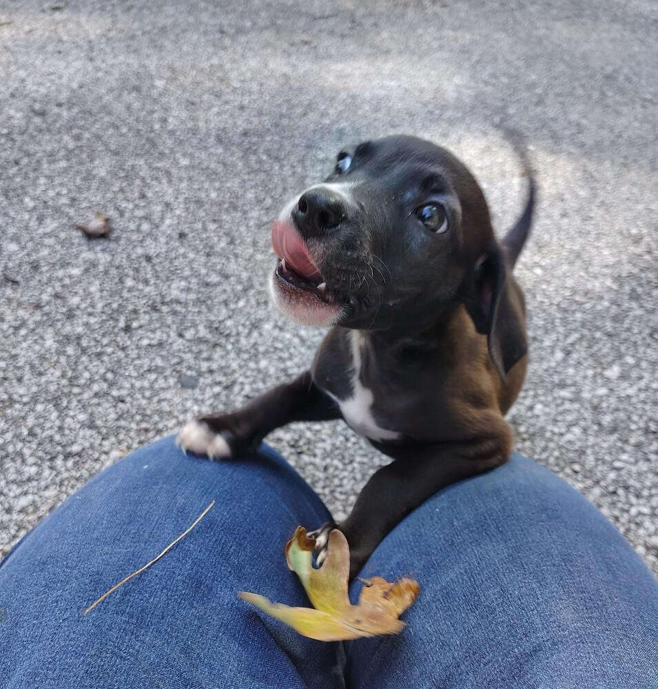 Cricket, Adoptable, Puppy Male Mixed Breed.