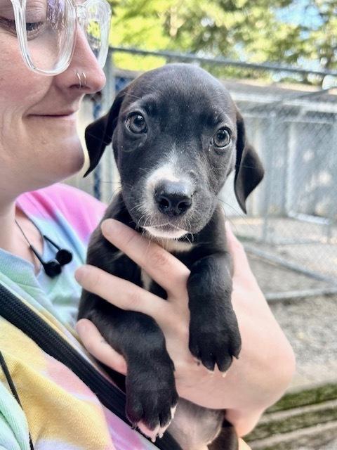 Enlarge Cricket, a Adoptable mixed breed in Muskegon, MI image 2/2