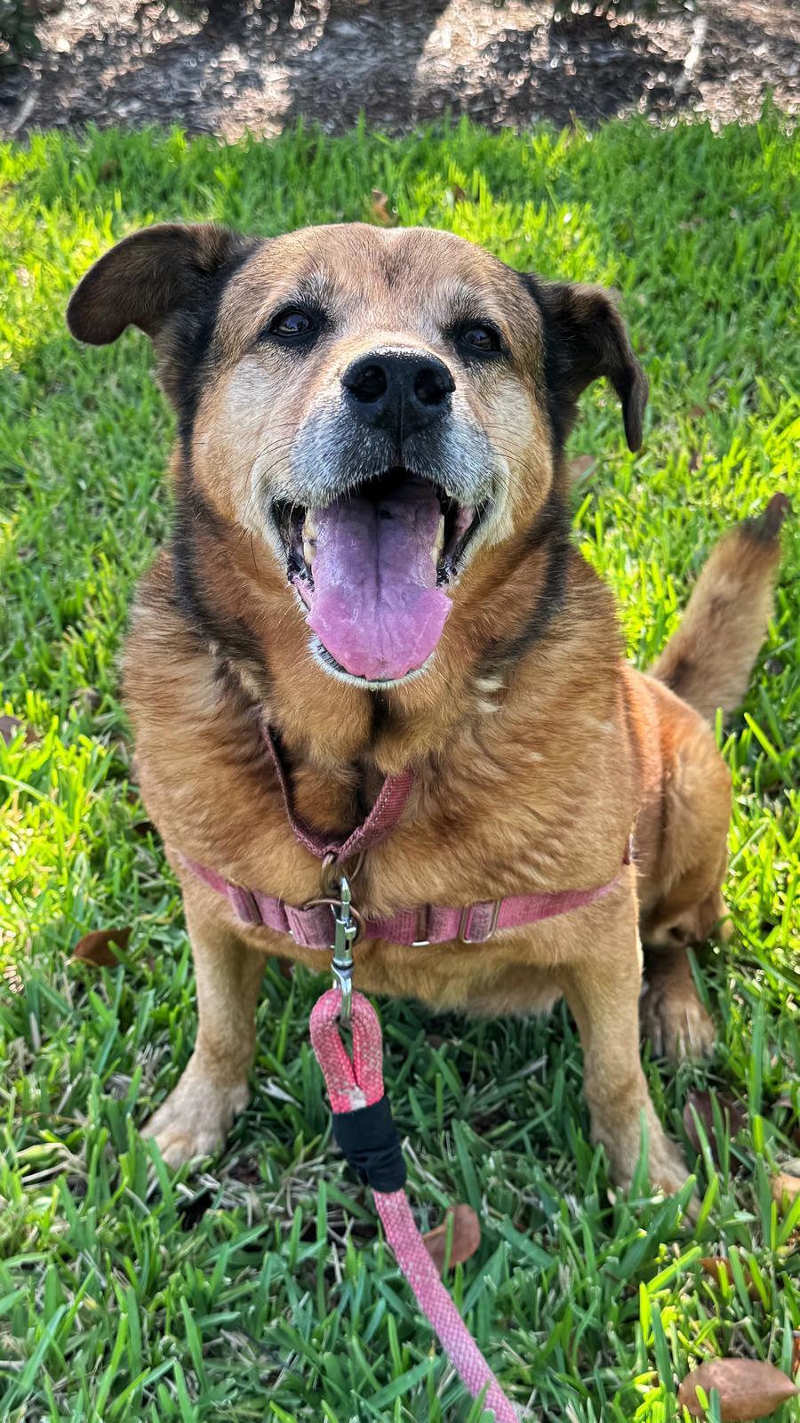 Tesla, Adopted, Senior Female Collie.