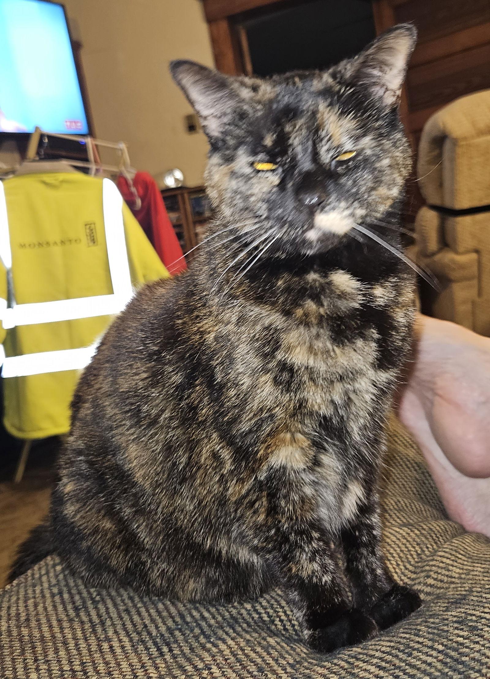 Patches, Adoptable, Senior Female Domestic Short Hair & Tortoiseshell.