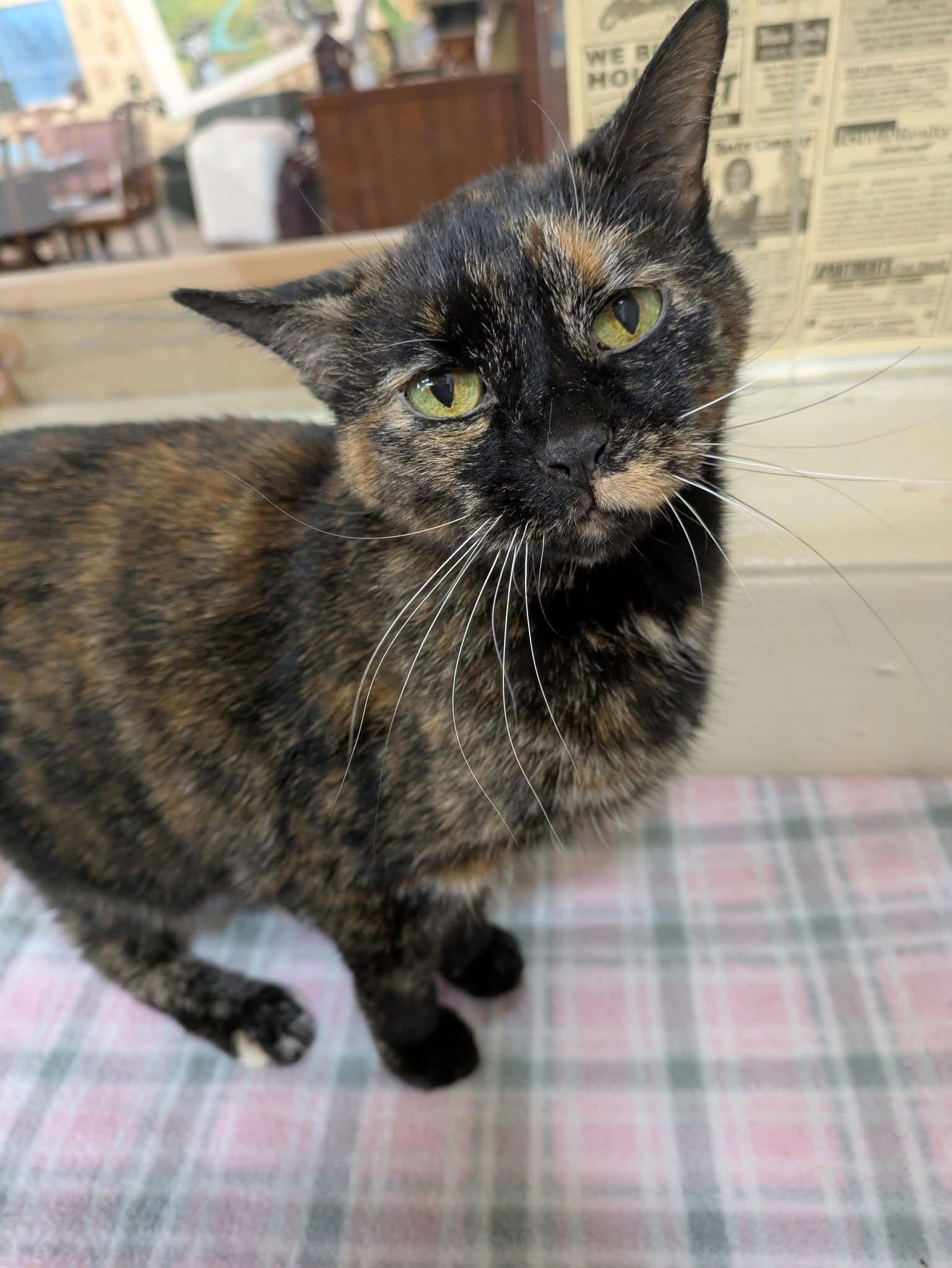 Patches, Adoptable, Senior Female Domestic Short Hair & Tortoiseshell.