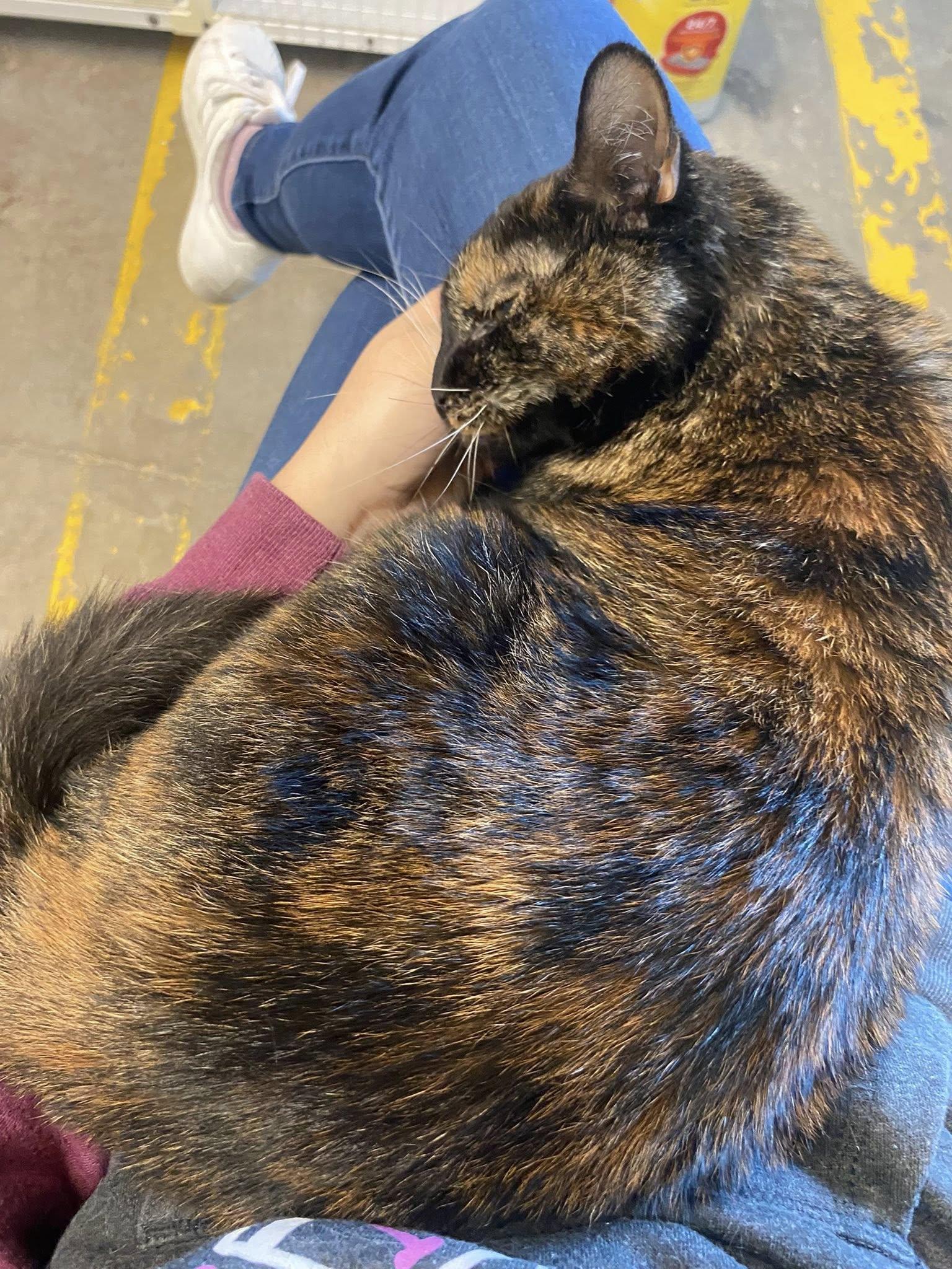 Patches, a Adoptable mixed breed in Williamsburg, IA image 2/3