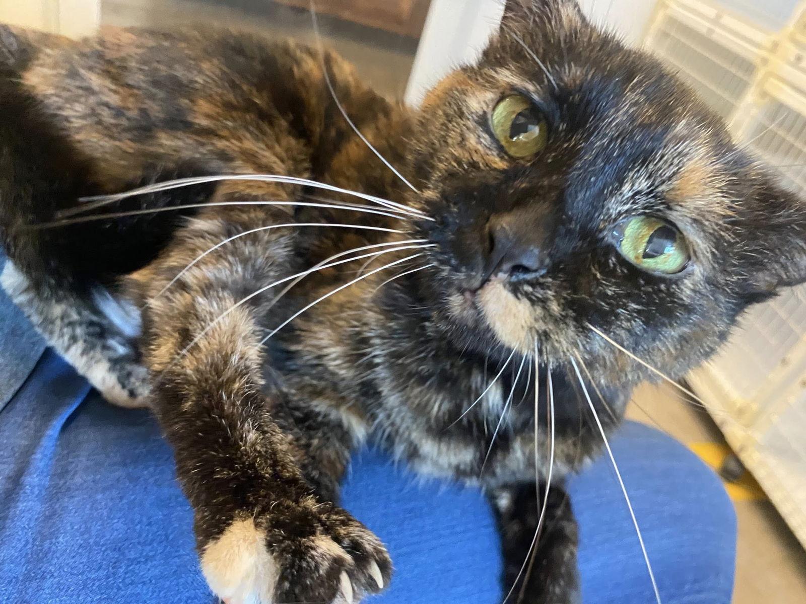 Patches, a Adoptable mixed breed in Williamsburg, IA image 3/3