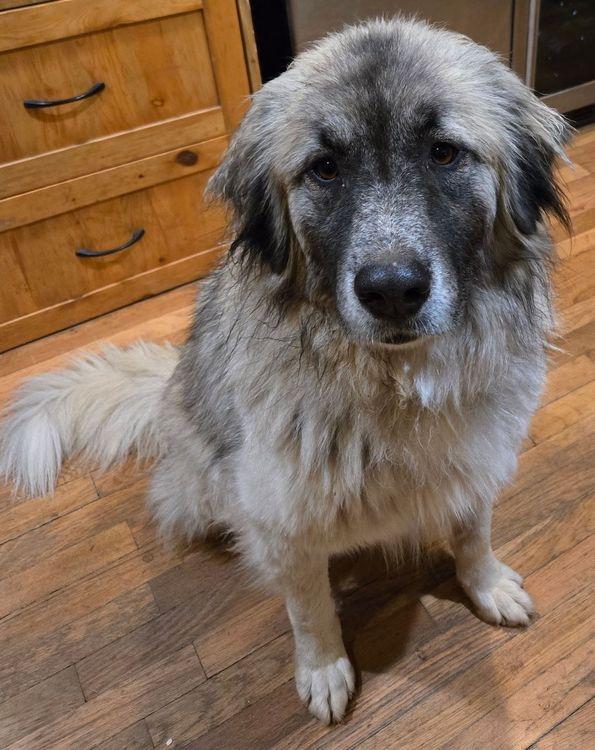 Enlarge Lady, a ADOPTABLE mixed breed in Larkspur, CO image 5/6