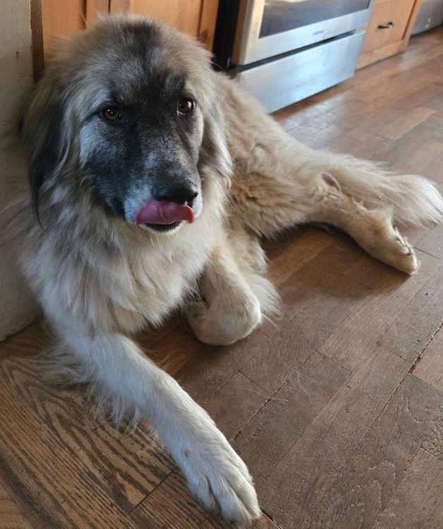 Enlarge Lady, a ADOPTABLE mixed breed in Larkspur, CO image 3/6