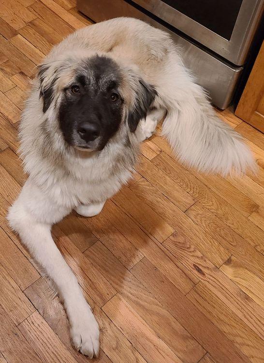 Enlarge Lady, a ADOPTABLE mixed breed in Larkspur, CO image 2/6
