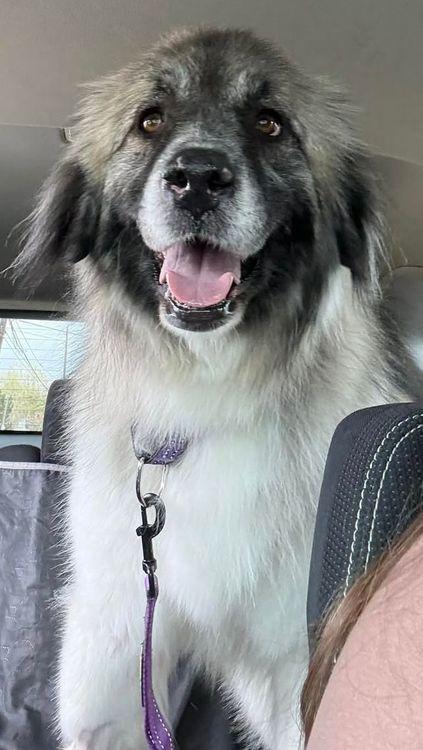Enlarge Lady, a ADOPTABLE mixed breed in Larkspur, CO image 4/6