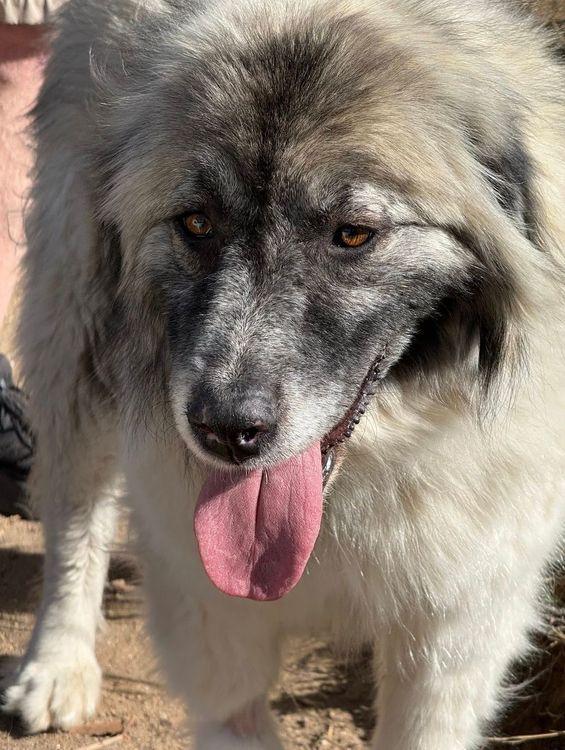 Enlarge Lady, a ADOPTABLE mixed breed in Larkspur, CO image 1/6