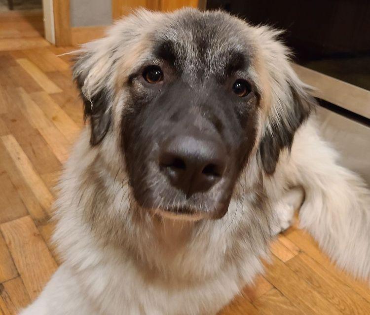 Enlarge Lady, a ADOPTABLE mixed breed in Larkspur, CO image 6/6