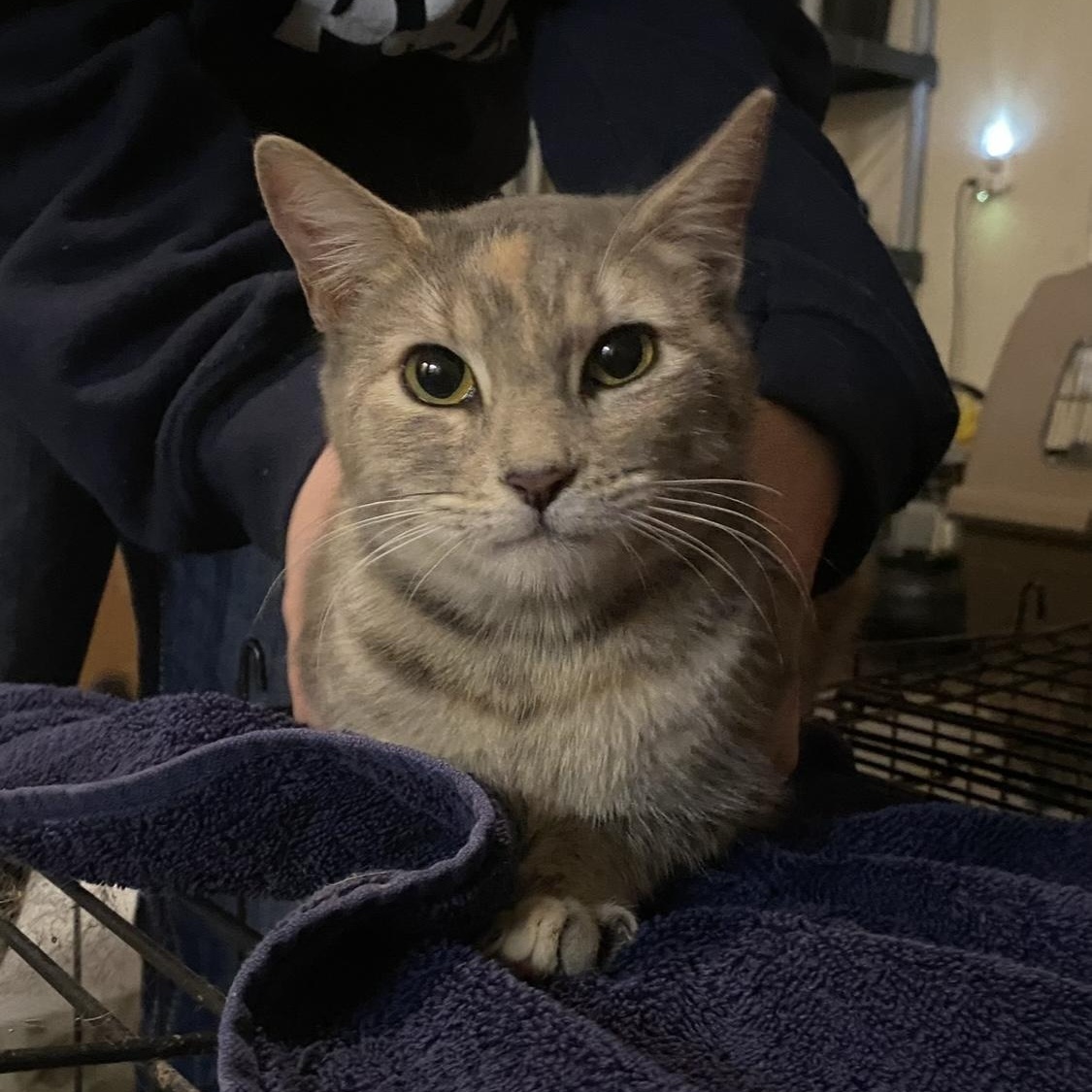 Enlarge Cali, a Adoptable Domestic Short Hair in Baton Rouge, LA image 5/5