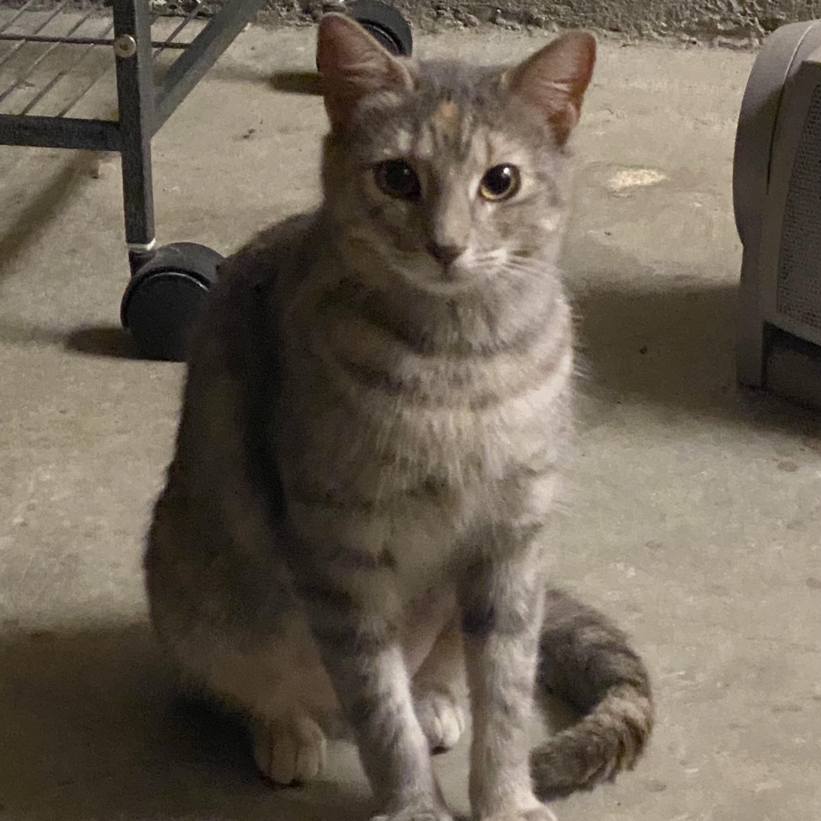 Enlarge Cali, a Adoptable Domestic Short Hair in Baton Rouge, LA image 2/5