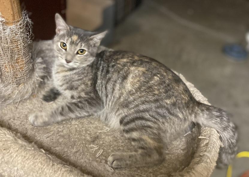 Enlarge Cali, a Adoptable Domestic Short Hair in Baton Rouge, LA image 4/5