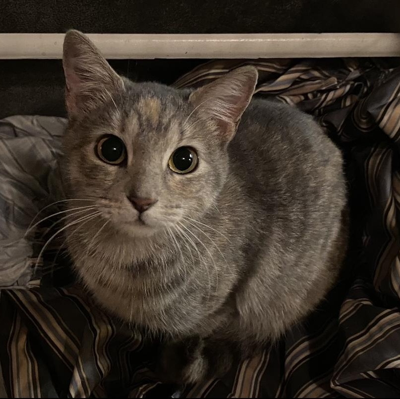 Enlarge Cali, a Adoptable Domestic Short Hair in Baton Rouge, LA image 1/5