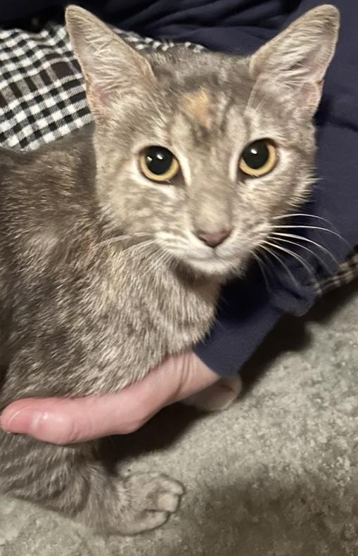 Enlarge Cali, a Adoptable Domestic Short Hair in Baton Rouge, LA image 3/5