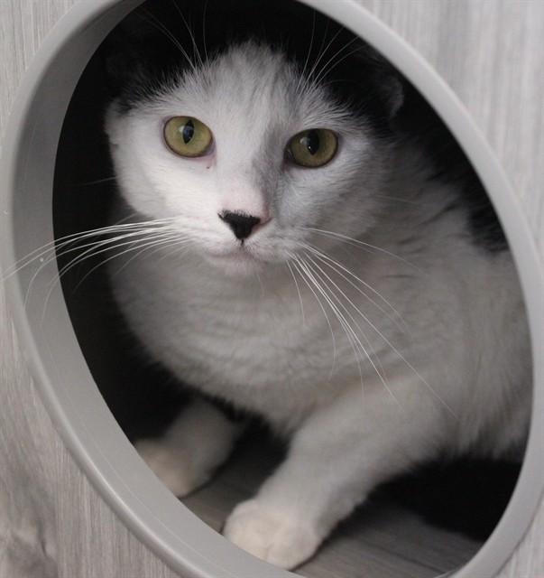Enlarge SUNDAE, a Adoptable Domestic Short Hair in Lexington, SC image 1/1