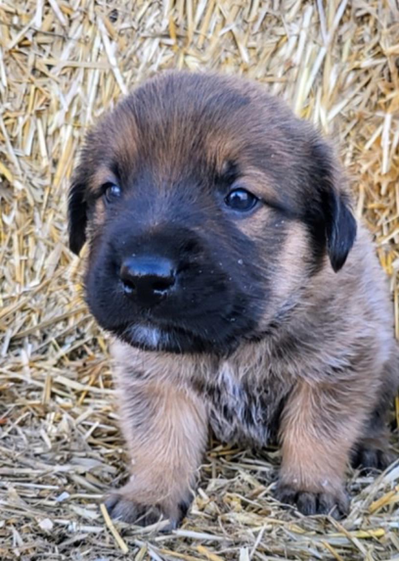 Enlarge Benny, a Adoptable Shepherd in Calgary, AB image 1/2