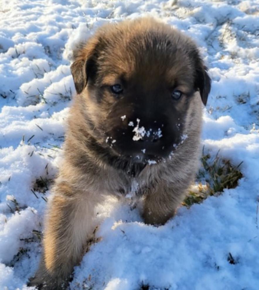 Enlarge Benny, a Adoptable Shepherd in Calgary, AB image 2/2