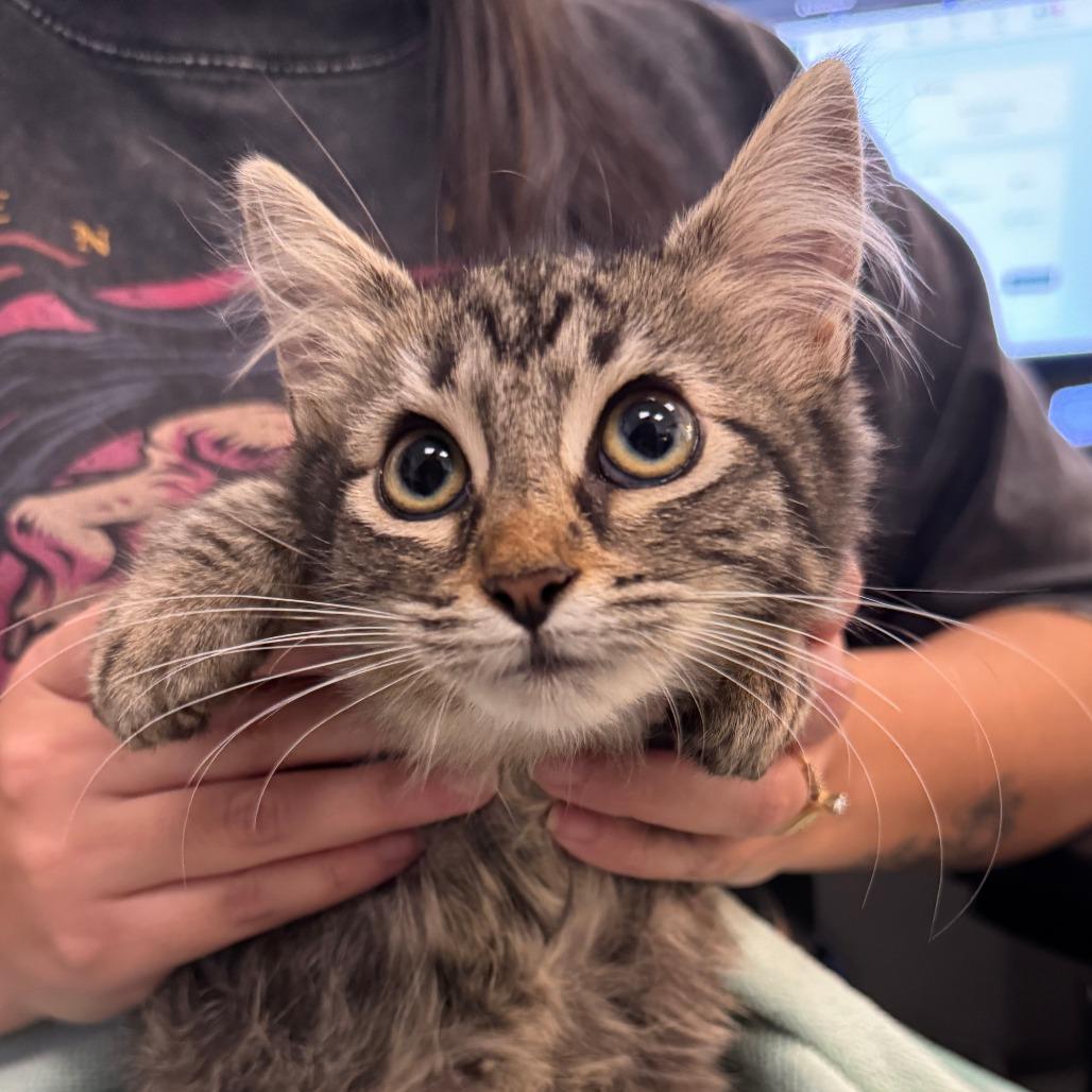 Enlarge Etch-A-Sketch, a Adoptable Domestic Long Hair in Waco, TX image 1/2