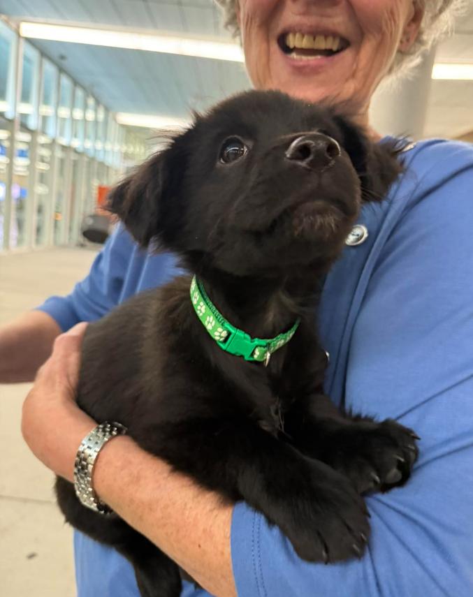 Enlarge Zeus, a Adoptable mixed breed in Eutawville, SC image 5/6