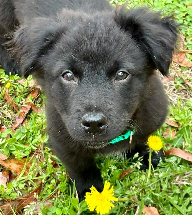 Enlarge Zeus, a Adoptable mixed breed in Eutawville, SC image 2/6