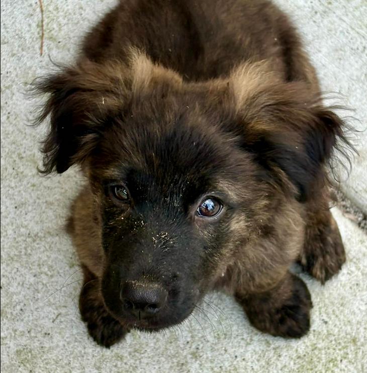 Enlarge Zeus, a Adoptable mixed breed in Eutawville, SC image 3/6