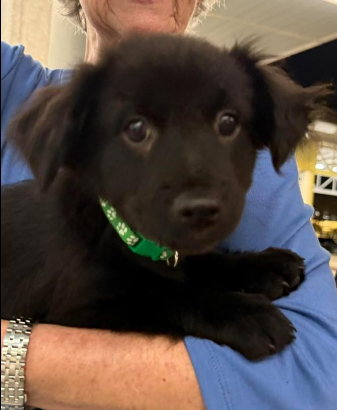 Enlarge Zeus, a Adoptable mixed breed in Eutawville, SC image 4/6