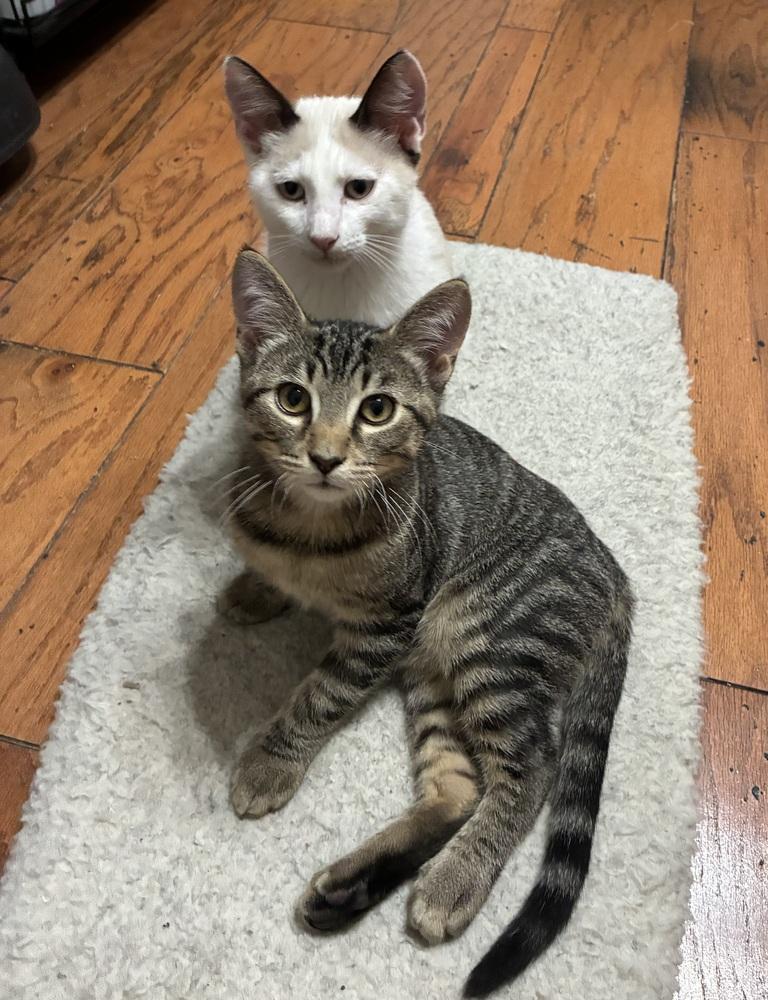 Pawly Shores (Polydactyl) - Bonded w/Little Peanut, Adoptable, Kitten Male Snowshoe & Extra-Toes Cat / Hemingway Polydactyl.