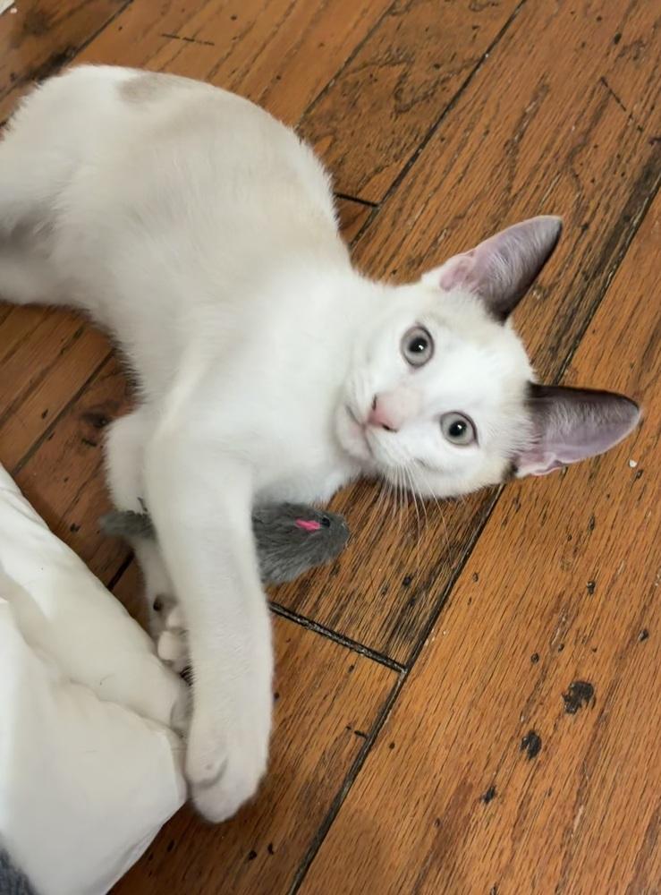 Enlarge Pawly Shores (Polydactyl) - Bonded w/Little Peanut, a Adoptable mixed breed in Little Rock, AR image 2/5