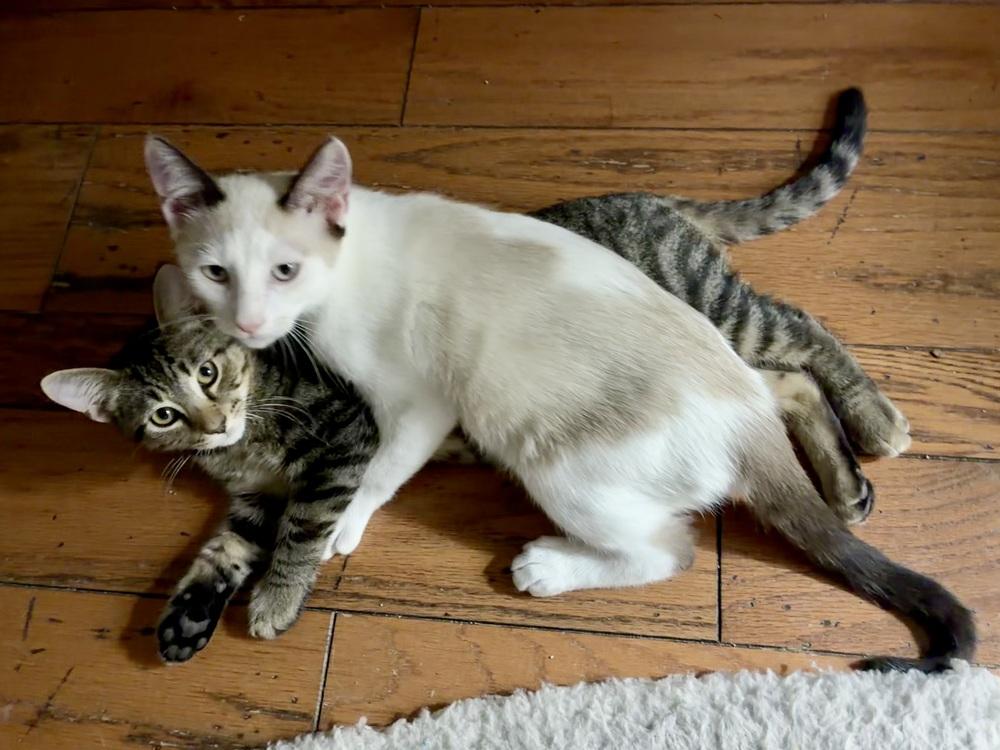 Enlarge Pawly Shores (Polydactyl) - Bonded w/Little Peanut, a Adoptable mixed breed in Little Rock, AR image 3/5