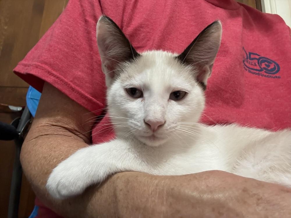 Enlarge Pawly Shores (Polydactyl) - Bonded w/Little Peanut, a Adoptable mixed breed in Little Rock, AR image 4/5