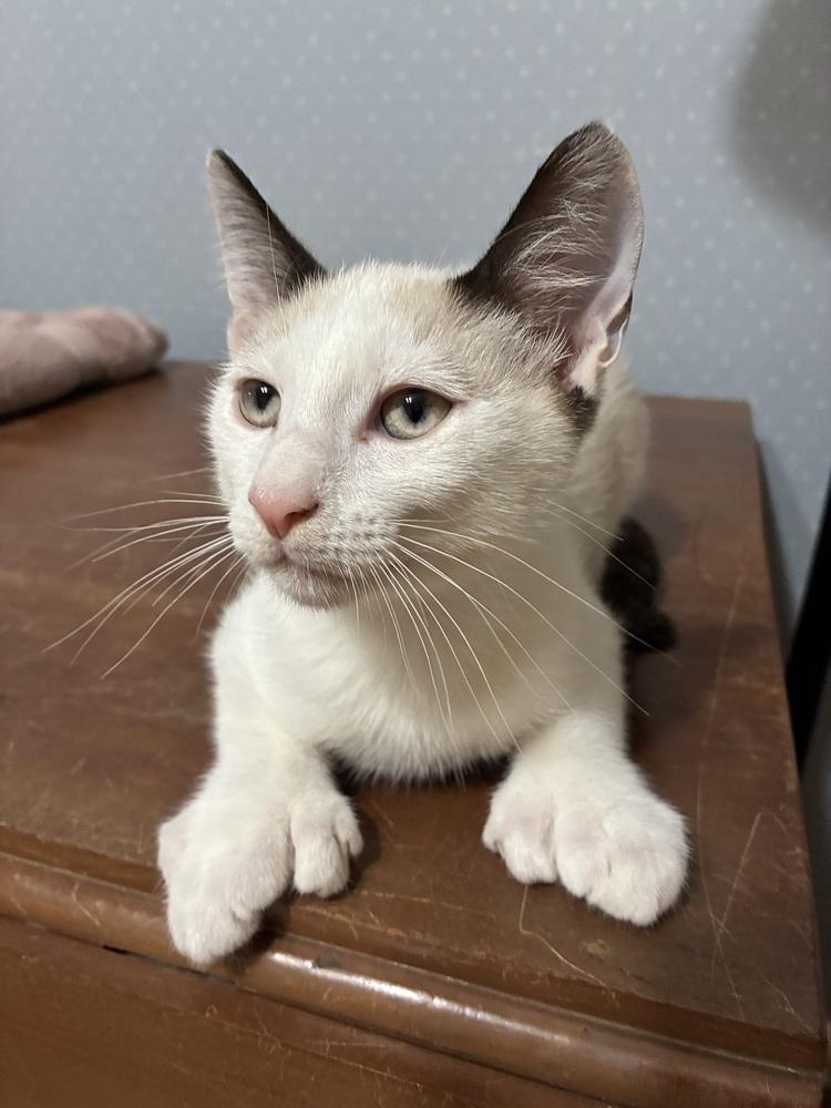 Enlarge Pawly Shores (Polydactyl) - Bonded w/Little Peanut, a Adoptable mixed breed in Little Rock, AR image 5/5