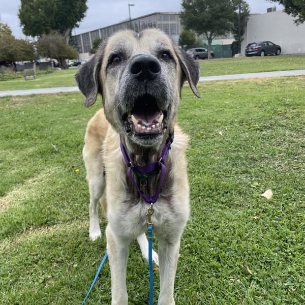 Dogbert, Adoptable, Senior Male Anatolian Shepherd.