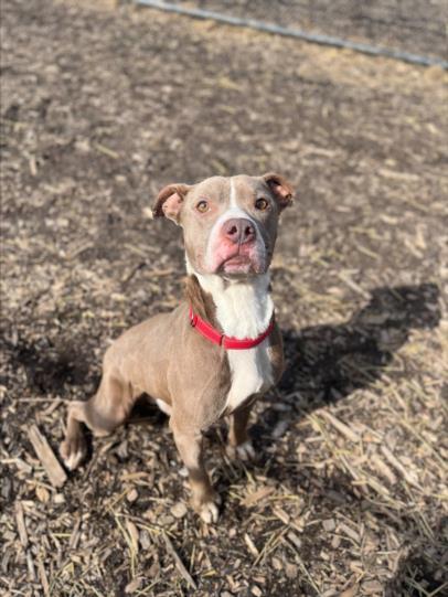 Enlarge BROOKLYN, a Adoptable Pit Bull Terrier in Saginaw, MI image 1/1
