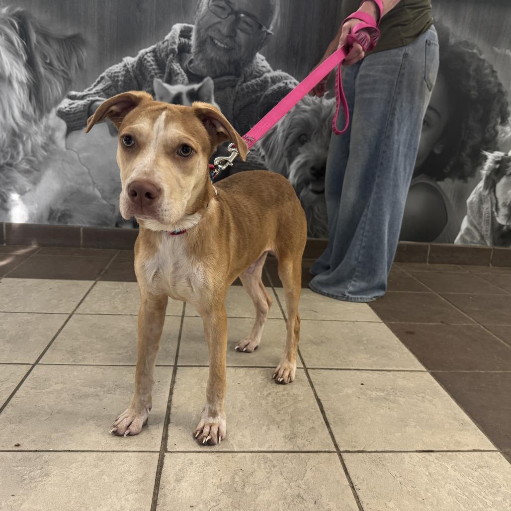 Enlarge Mino 3637, a Adoptable Mixed Breed in Columbus, GA image 1/1