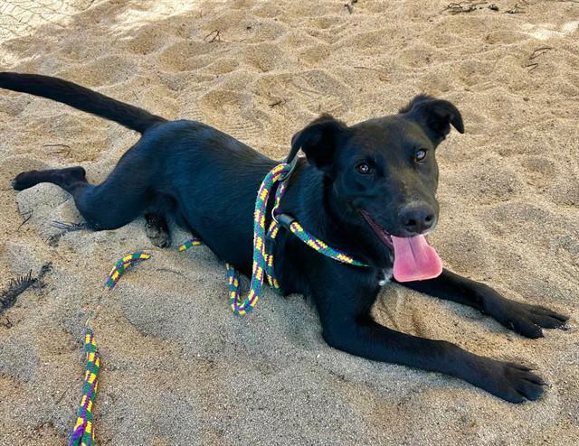 ROBIN, Adoptable, Young Male Border Collie & Mixed Breed.