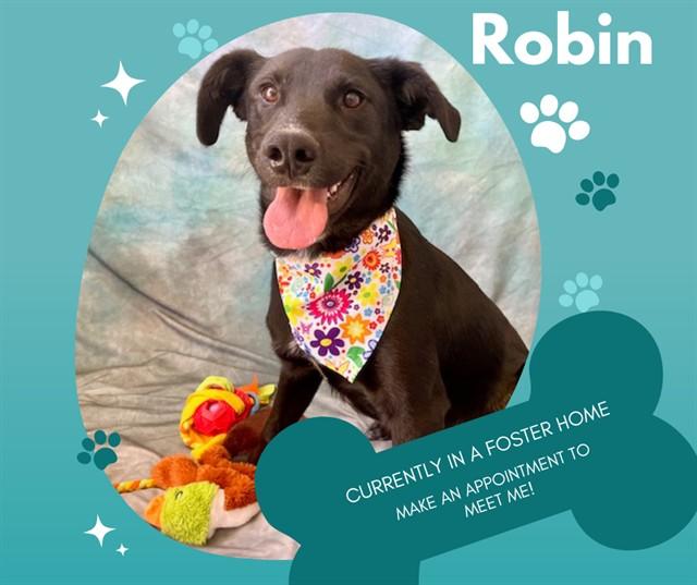 Enlarge ROBIN, a Adoptable mixed breed in Salinas, CA image 1/1