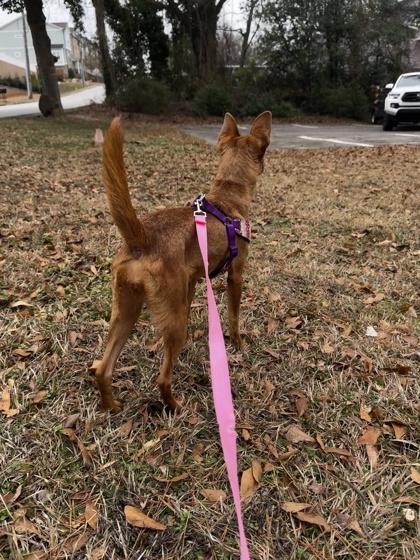 Quinoa, Adoptable, Adult Female Smooth Fox Terrier & Chihuahua.