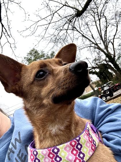 Enlarge Quinoa, a Adoptable mixed breed in Lawrenceville, GA image 3/3