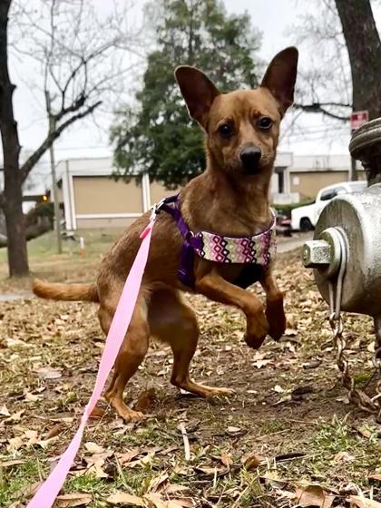 Enlarge Quinoa, a Adoptable mixed breed in Lawrenceville, GA image 1/3