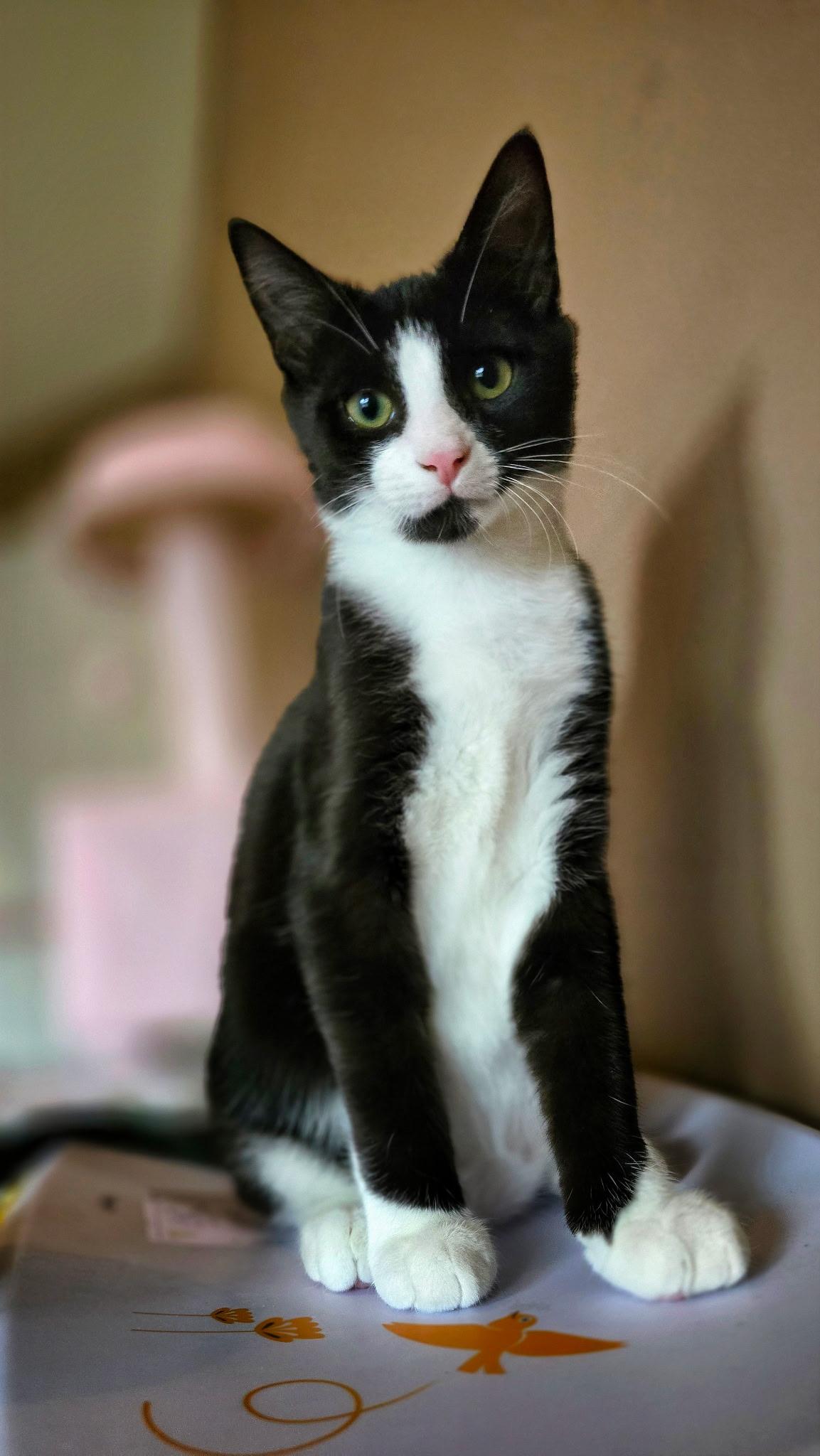 Enlarge Jay + Robin, a Adoptable mixed breed in BREINIGSVILLE, PA image 1/4