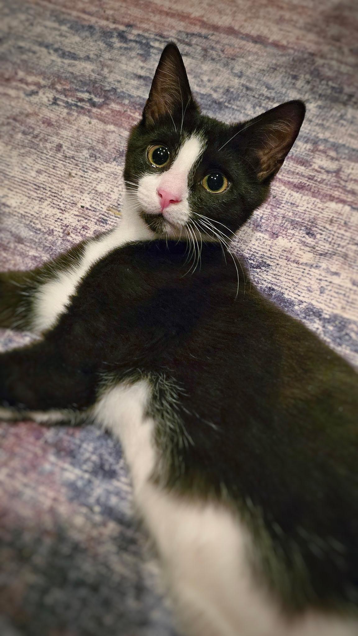 Enlarge Jay + Robin, a Adoptable mixed breed in BREINIGSVILLE, PA image 2/4