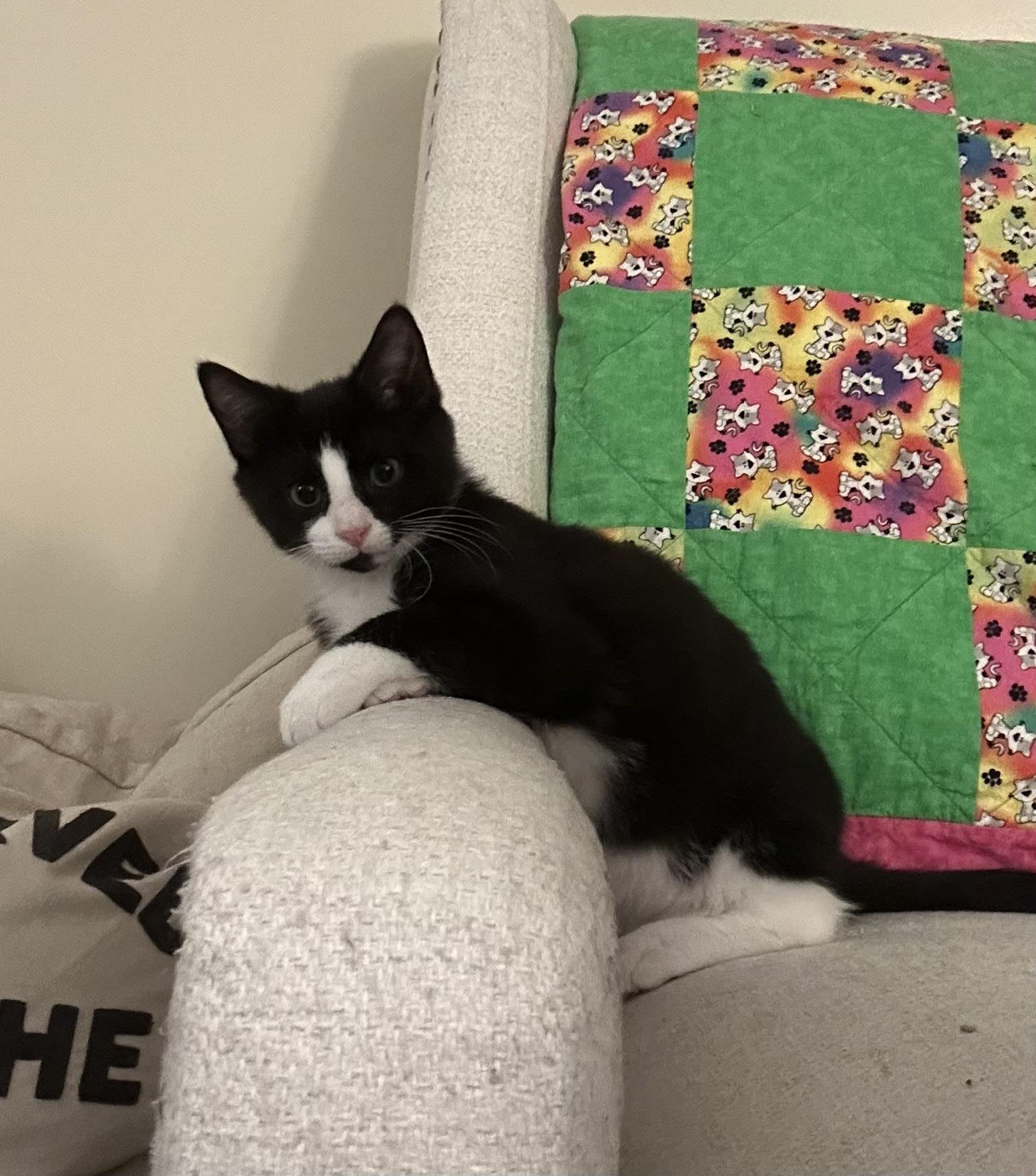 Jay, Adoptable, Kitten Male Domestic Short Hair.